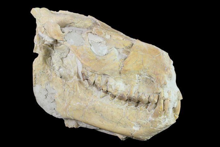 Fossil Oreodont (Merycoidodon) Skull - Wyoming #134347